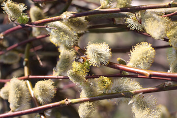 bumblebee on a spring willow branch