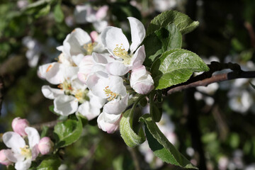 apple tree branch with spring flowers