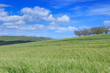 Springtime. Between Apulia and Basilicata: hilly landscape with green cornfields in Italy.