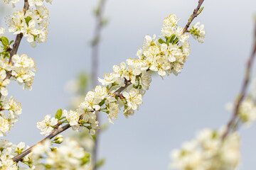 Flowers on a cherry tree on a background of blue sky.