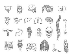 Set of vector line icons of anatomy. Internal organs and bones