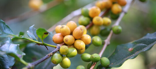 Banner Plantation red coffee bean farmer hands ripe harvest in Garden farm.hand harvesting green red yellow bean Robusta arabica Coffee berries leaf tree Plant in Brazil Ethiopia Vietnam Country