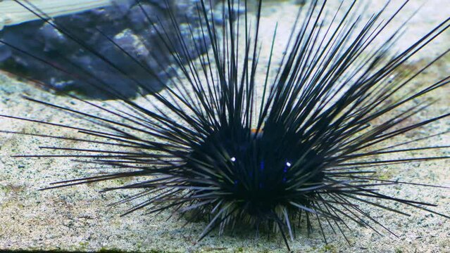 Sea Urchin at Seabed Diadema Setosum