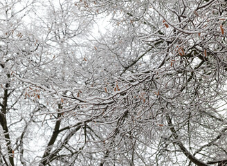 White snow on the branches of a tree