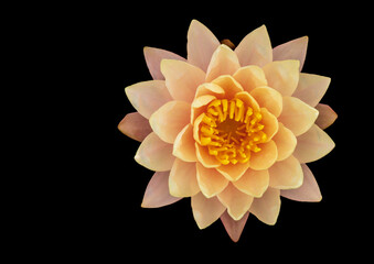 Isolated close-up shot of large pinkish-yellow lotus flowers.