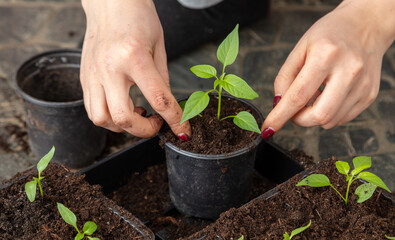 A woman prepares pepper seedlings in the ground for planting in a vegetable garden