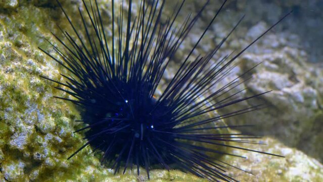 Sea Urchin at Seabed Diadema Setosum