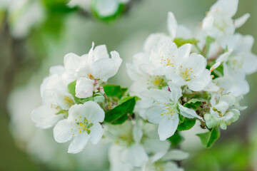 white flowers of apple tree close-up
