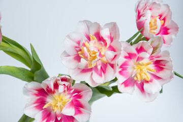 Colorful purple tulip flowers in a porcelain vase. Single object isolated on white background clipping path included. Spring garden flower
