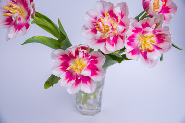 Colorful purple tulip flowers in a porcelain vase. Single object isolated on white background clipping path included. Spring garden flower