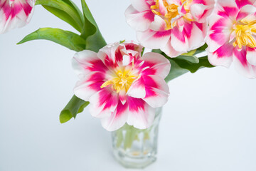 Naklejka na ściany i meble Colorful purple tulip flowers in a porcelain vase. Single object isolated on white background clipping path included. Spring garden flower