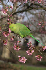 Green parakeet is eating pink blossom of a cherry tree in London park. This friendly bird sits on a tree branch and savors those tender flowers.