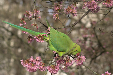 Green parakeet is eating pink blossom of a cherry tree in London park. This friendly bird sits on a tree branch and savors those tender flowers.