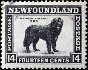 Newfoundland dog on vintage postage stamp