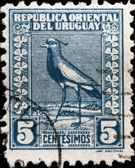 Lapwing on vintage stamp of Uruguay