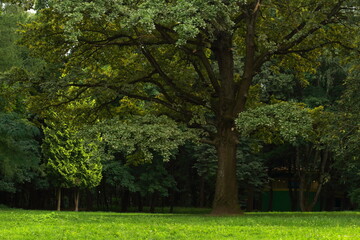 Fototapeta na wymiar A large freestanding oak tree with lush foliage