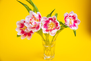 Beautiful spring flowers tulips in vase on yellow background. Festive concept with copy space.