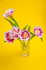 Beautiful spring flowers tulips in vase on yellow background. Festive concept with copy space.