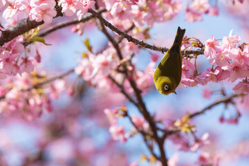 Japanese White-eye and Cerasus lannesiana Carriere at Shibuya, Tokyo, Japan
