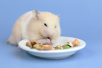 Funny hamster eating on a blue background, close-up. Fluffy rodent close-up