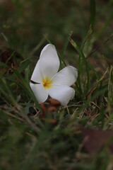 Attractive  Single flowers in the garden