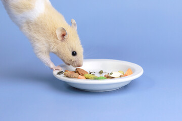 A cute hamster in the air hangs down to a plate of food, a pet rodent eats food, space for text