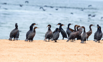 birds on the ocean