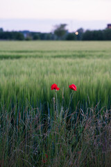 Red poppy flower growing next to a crop farm field in Skåne Sweden