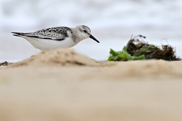 Ein Sanderling (Calidris alba) bei der Nahrungssuche am Strand.