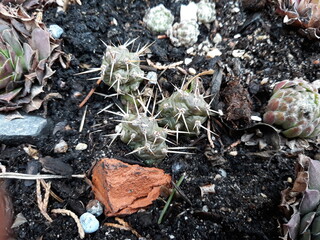 Opuntia fragilis cv. Föhr © Perovskia