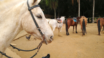 Cavalos na fazenda