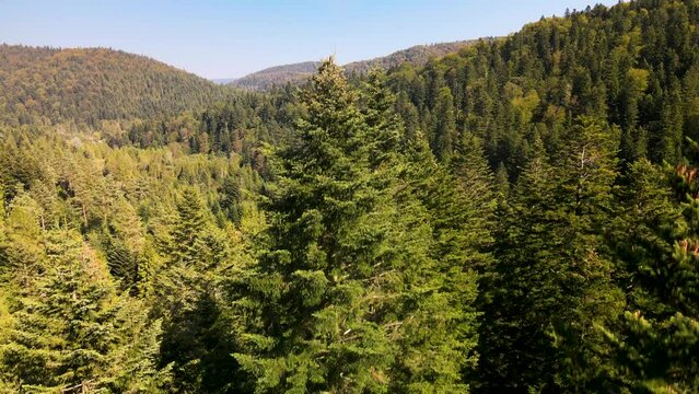 Aerial descending shot of spruce trees in a mountain forest
