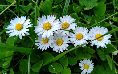 daisies in the grass