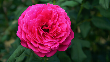 Close-up of a pink rose on a dark green background. Focus on foreground.