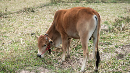 Naklejka na ściany i meble A brown cow eating grass in a field.