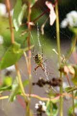 araignée : argiope frelon et sarrasin
argiope bruennichi et fagopyrum esculentum