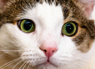 Close-up of the muzzle of a white-striped cat with bright green eyes