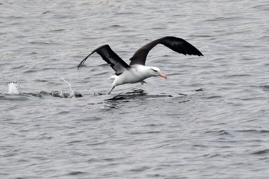 Ein Schwarzbauenalbatros (Thalassarche melanophris) startet auf dem Wasser.