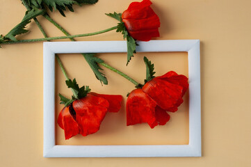 poppy flower, red poppy, garden poppy, frame, background, garden plants flowers, place for text