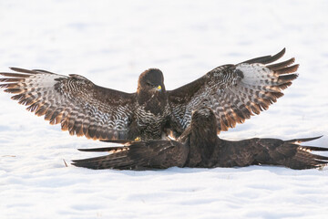 The Buzzard (Buteo buteo)