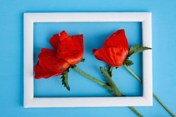 poppy flower, red poppy, garden poppy, frame, background, garden plants flowers