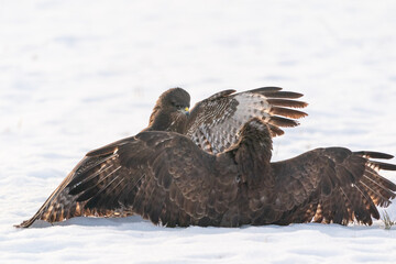 The Buzzard (Buteo buteo)