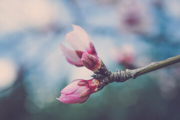 Pink flower buds on tree branch. Spring season background. Macro view.