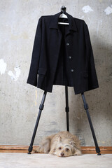 A cute dog lies next to the owner's black jacket hanging on a tripod against a gray wall