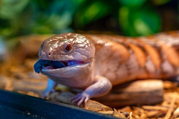 The skink lizard sticks out its blue tongue while exploring the surroundings. Close-up photo of a...