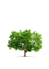 Naklejka premium Green Tree Isolated