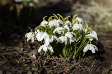 white flowers snowdrops on brown earth grow in the garden, the sun is shining