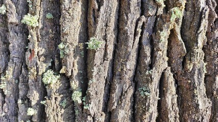 background wood texture ancient oak 500 years old