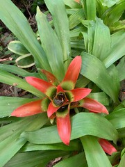 Obraz premium Bromélia