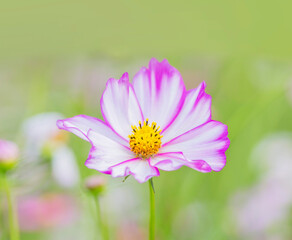 Obraz premium コスモスと優しい陽射し コスモス 花